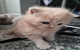Scottish Fold cats for sale: British Short/ Scottish Fold - Image 2