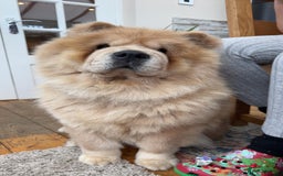Chow Chow dogs for sale: Show Quality Chows  - Image 18