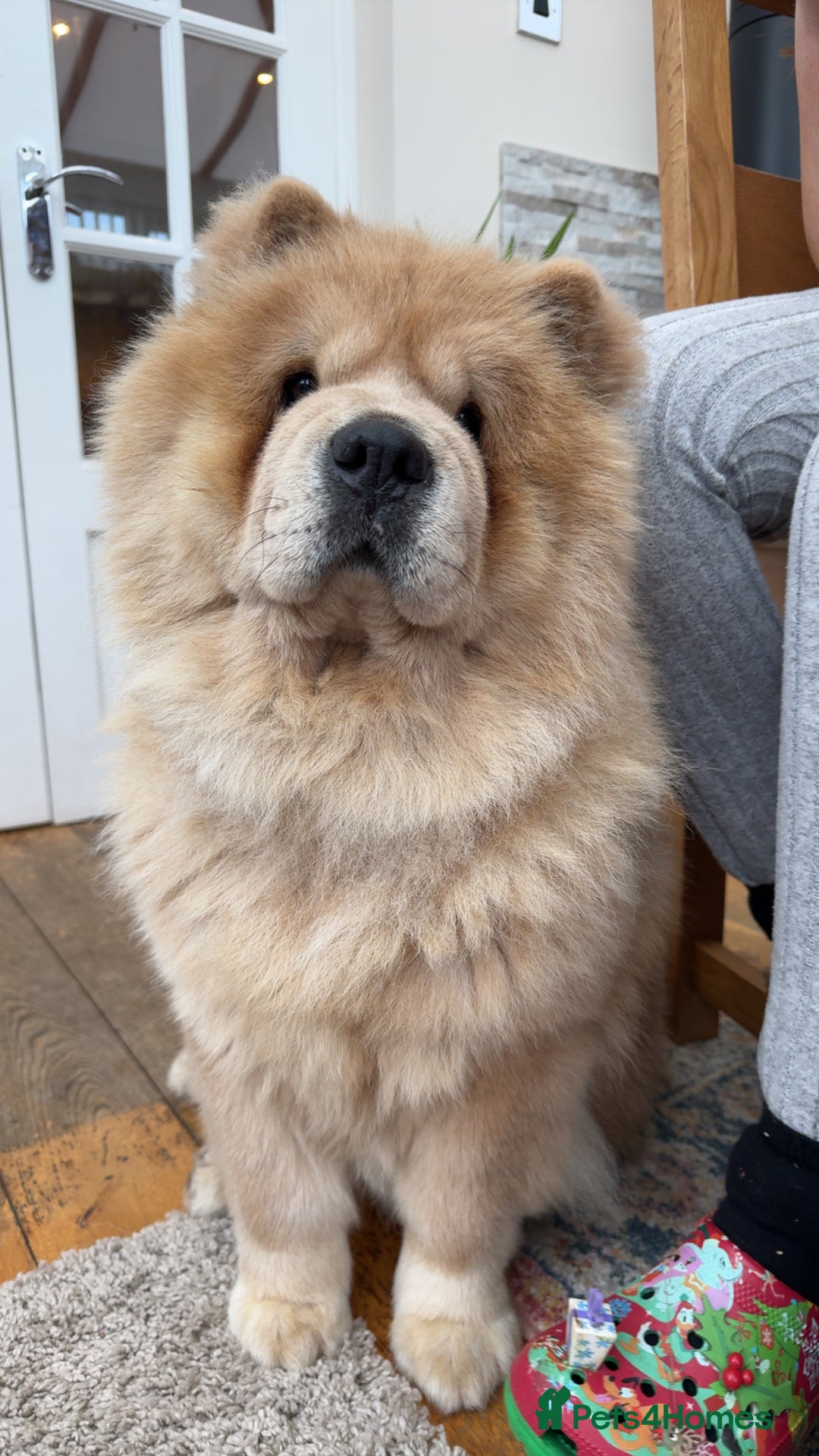Chow Chow dogs for sale: Show Quality Chows  - Image 18