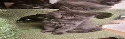 Maine Coon cats for sale: Last 2 GIRLS - Maine Coon X Ragdoll Kittens - Advert 4