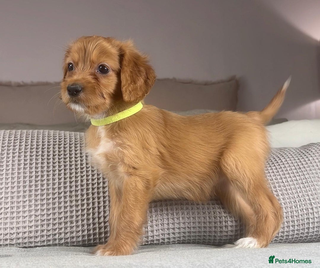 Irish Doodle dogs for sale: The perfect Doodle - Advert 16