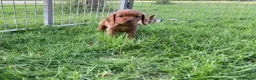 Cocker Spaniel dogs for sale: Cocker Spaniel puppies  - Advert 9