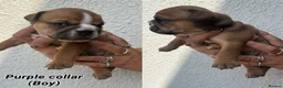 English Bulldog dogs for sale: STUNNING TRADITIONAL ENGLISH BULLDOG - Advert 6