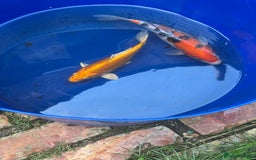 Koi Carp fish for sale: Two koi both about 26cm long  - Image 1