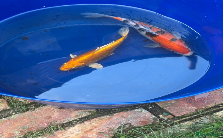 Koi Carp fish - Advert 2