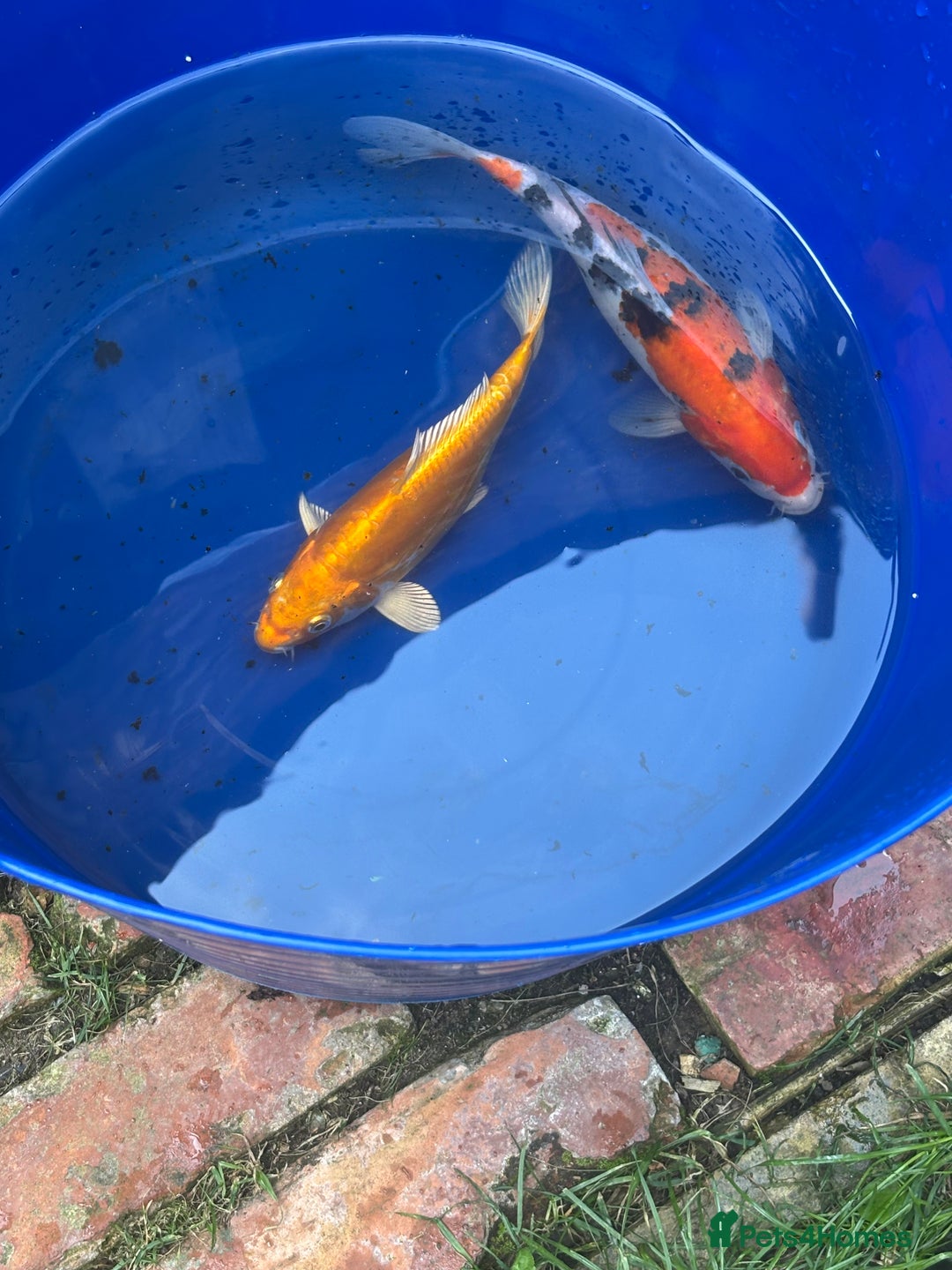 Koi Carp fish for sale: Two koi both about 26cm long  - Image 1