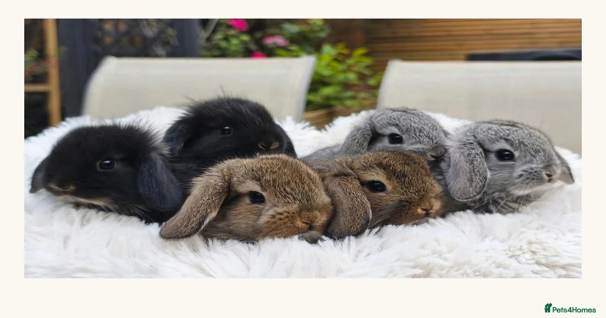Rabbits for Sale for sale in Braintree, Essex | Pets4Homes