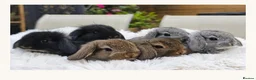 Mini Lion Lop rabbits for sale: Ready 23rd October  - Advert 1
