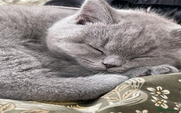 British Shorthair cats for sale: Beautiful Blue British Shorthair Kittens - Image 26