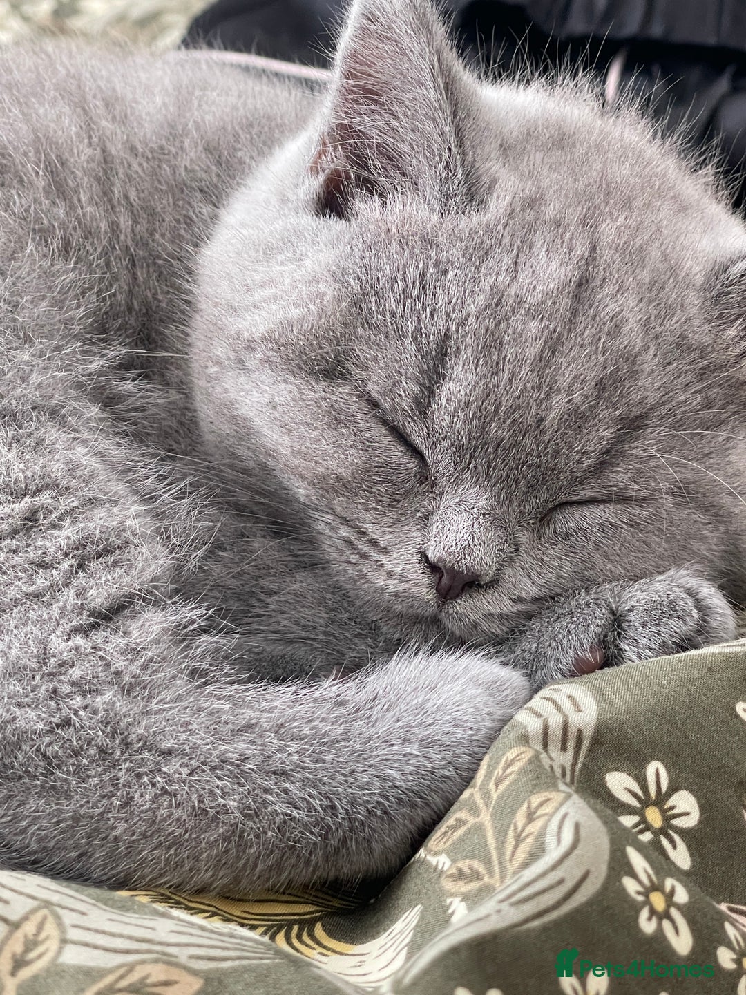 British Shorthair cats for sale: Beautiful Blue British Shorthair Kittens - Image 26