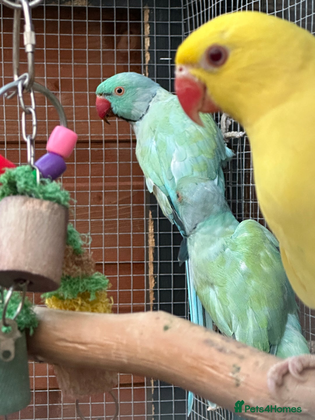 Ringnecks birds for sale: Indian Ringneck for Sale - Image 2