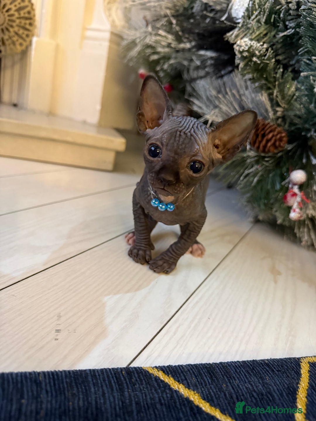 Sphynx cats for sale: Stunning Kittens!  - Advert 10