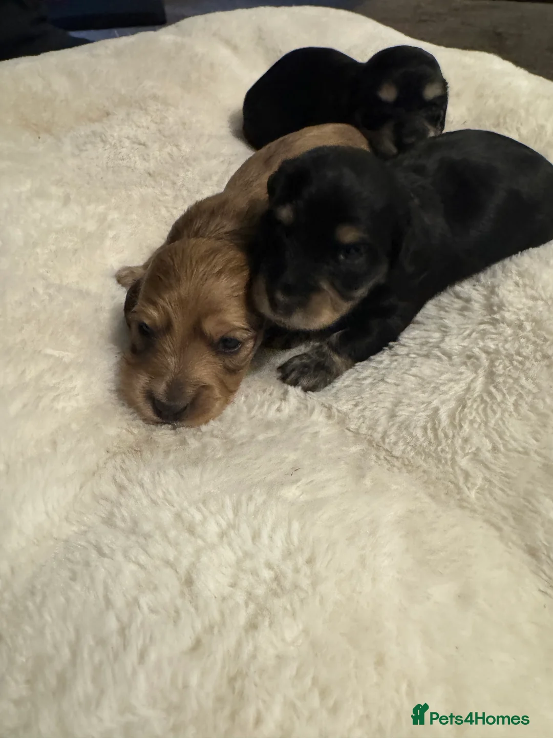 Miniature Dachshund dogs for sale: KC MINIATURE LONG HAIR PUPPYS, CREAM/BLACK & CREAM - Advert 20