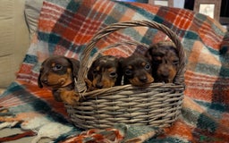 Dachshund dogs for sale: 4 gorgeous puppies for sale - Image 30