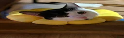 Mixed Breed cats for sale: Gary and prince - Advert 13