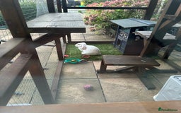 Mini Lop rabbits for sale: White Mini lop blue eyes - Image 1