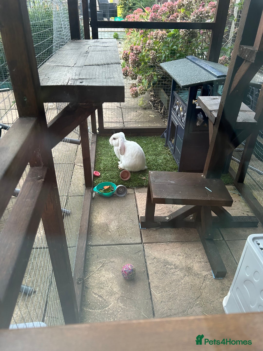 Mini Lop rabbits for sale: White Mini lop blue eyes - Image 1