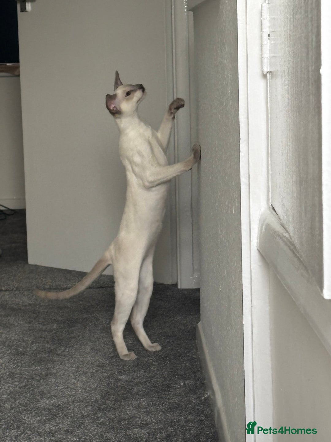 Oriental cats for sale: Beautiful Purebred Lilac Point Oriental Shorthair  - Advert 2