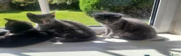 Domestic Shorthair cats for sale: 4 Kittens looking for new forever homes - Advert 4