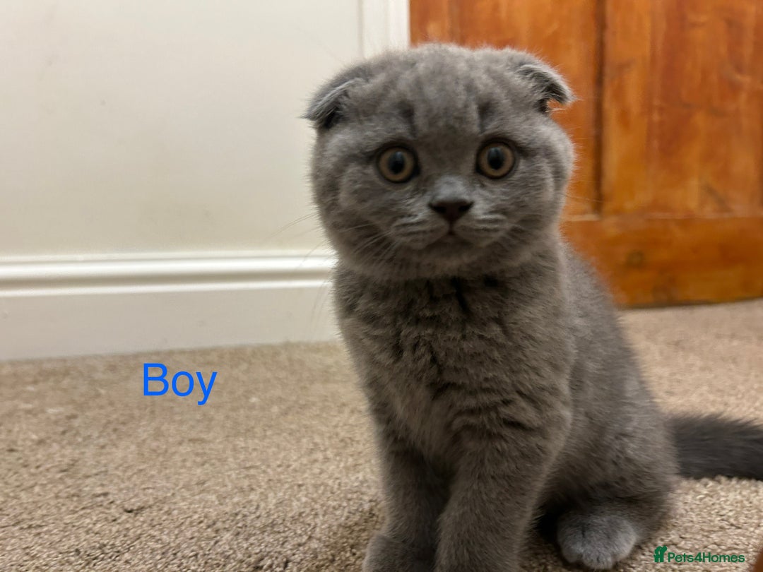 Scottish Fold cats for sale: Scottish Fold kitten  - Image 9