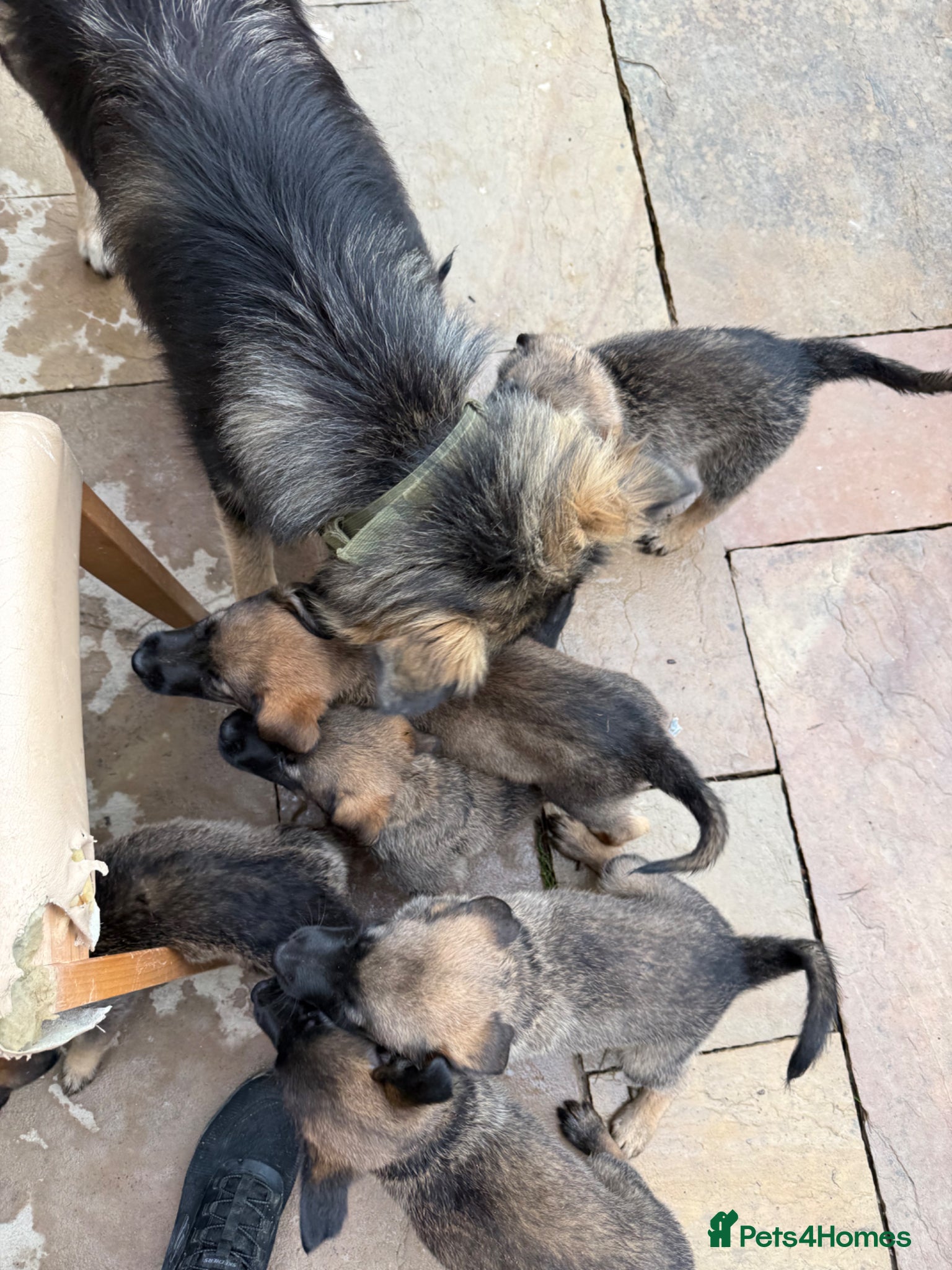 Mixed Breed dogs Malanois X - Advert 17