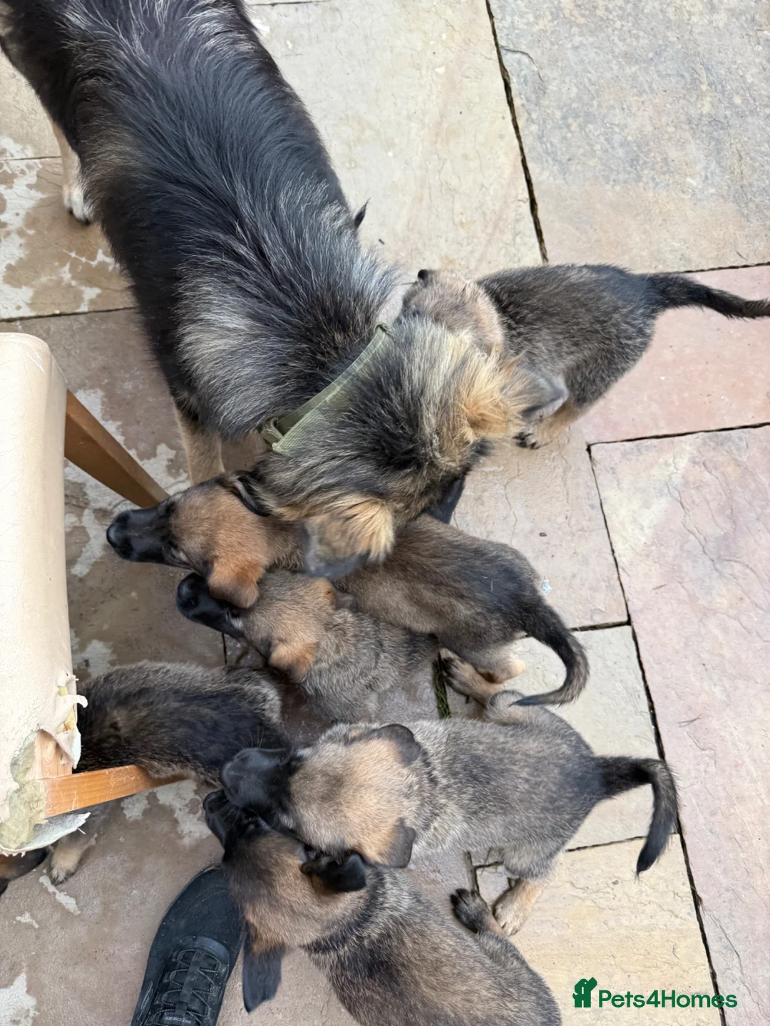 Mixed Breed dogs for sale: Malanois X - Advert 1