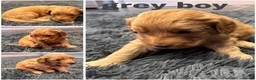 Mini Goldendoodle dogs for sale: Beautiful miniature Golden Doodle puppies - Advert 15