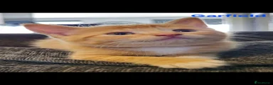 Garfield 