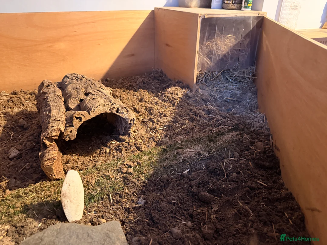 Tortoise reptiles for sale: male friendly tortoise - Advert 5