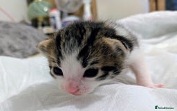 Mixed Breed cats for sale: 4 stunning kittens  - Image 26