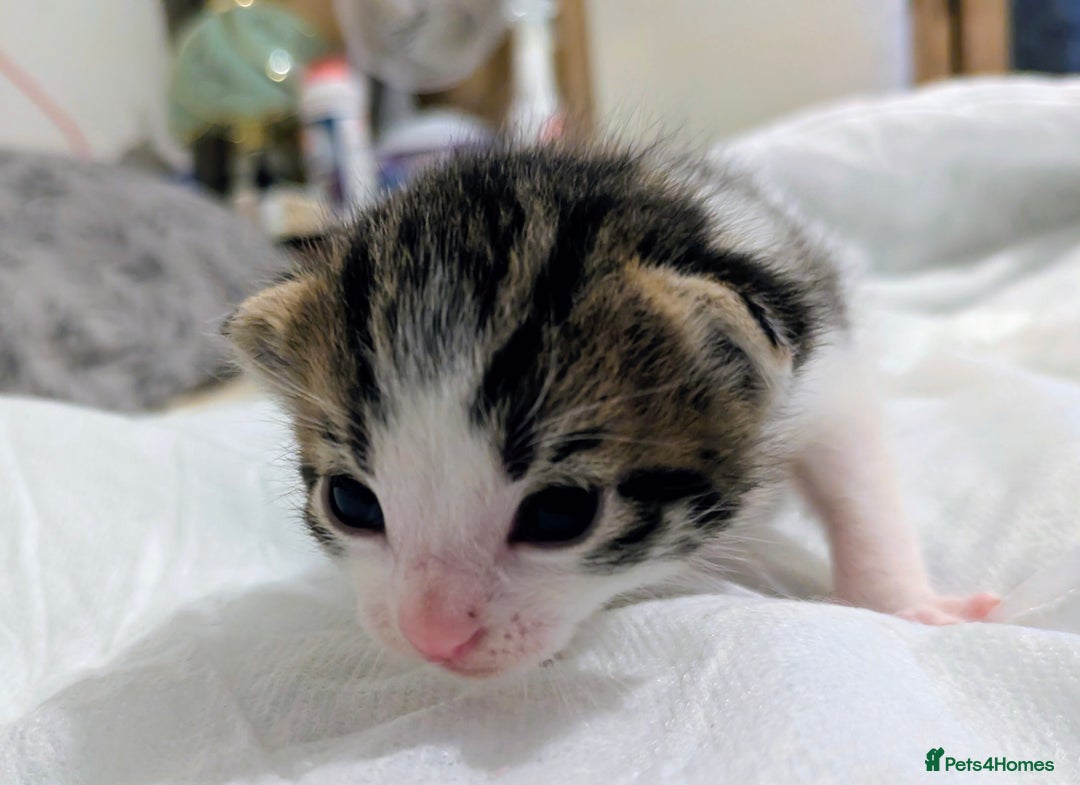 Mixed Breed cats for sale: 4 stunning kittens  - Image 26