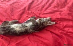 Mixed Breed cats for sale: 4 beautiful kitten - Image 17