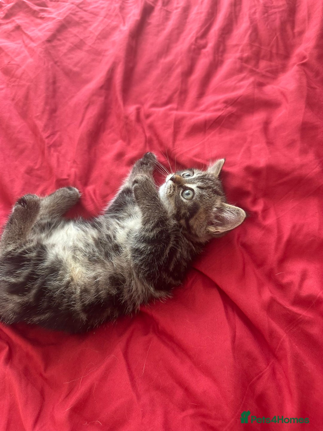 Mixed Breed cats for sale: 4 beautiful kitten - Image 17