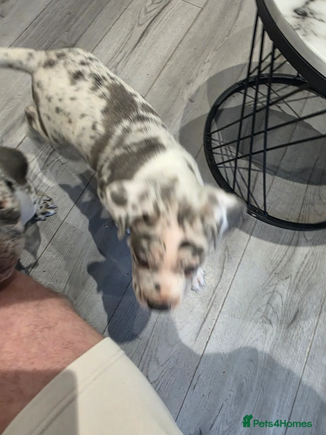 Cane Corso dogs for sale: Cane corso cross  - Advert 11