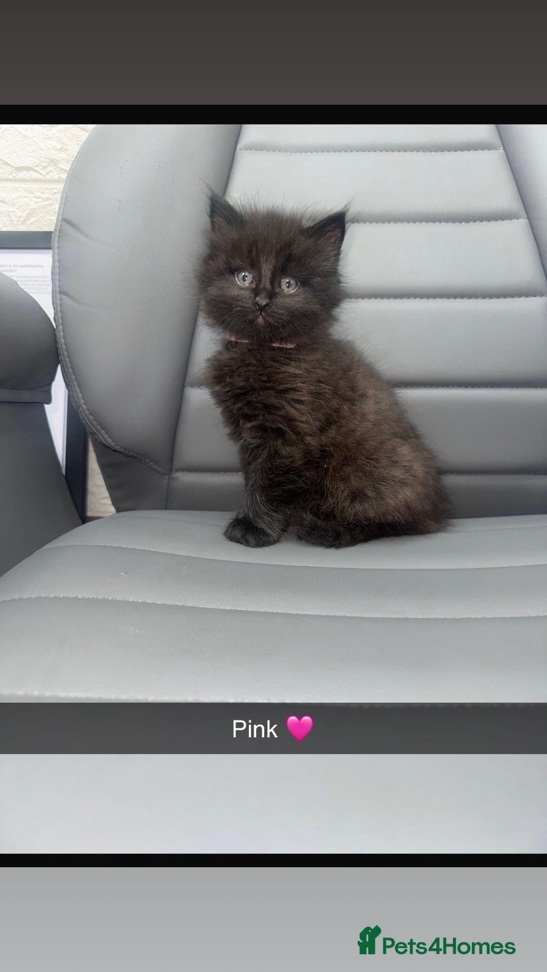 Mixed Breed cats for sale: 5 beautiful kittens  - Advert 7