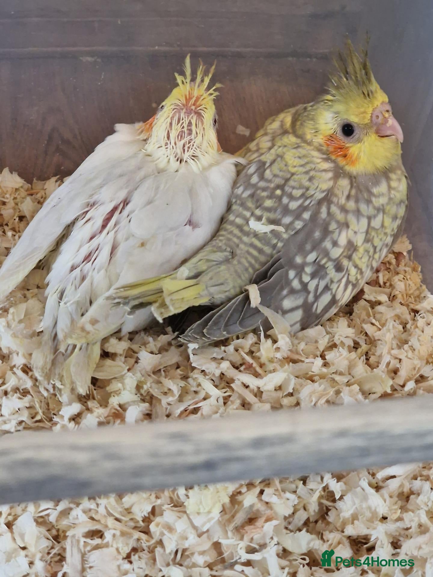 Cockatiels birds Juvenile Tame Cockatiels  - Advert 2