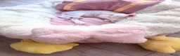 Devon Rex cats for sale: Beautiful Devon Rex kittens ❤️❤️❤️ - Advert 7