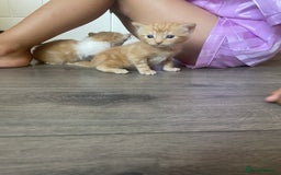 Bengal cats for sale: Kittens for sale  - Image 9