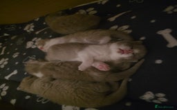British Shorthair cats for sale: GCCF Registered British Shorthair Kittens - Image 24