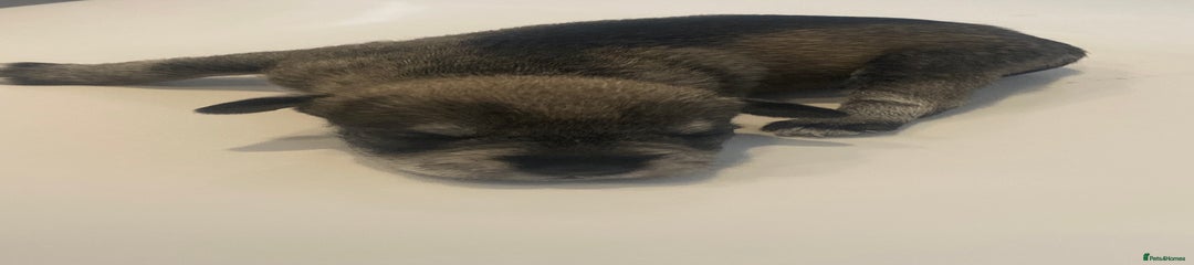 Miniature Schnauzer Puppy 5