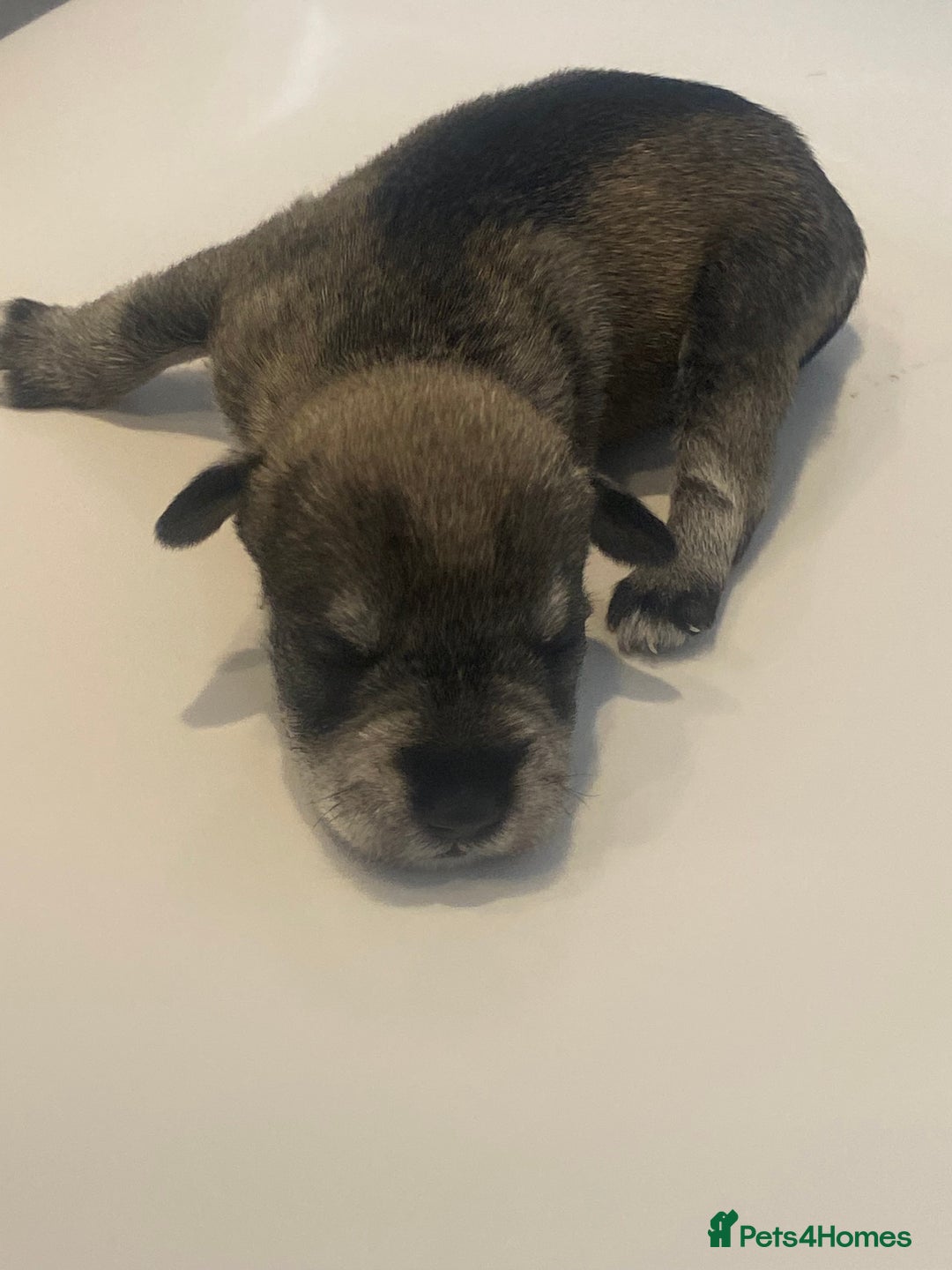Miniature Schnauzer dogs for sale: Miniature schnauzer puppies kc reg  - Image 5