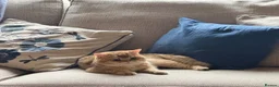British Shorthair cats for stud: Proven Golden British Shorthair Stud “Garfield”  - Advert 4