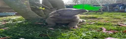 Labrador Retriever dogs for sale: 5 generations pedigree silver Labrador puppies  - Advert 8