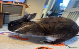 Netherland Dwarf rabbits for sale: Beautiful Netherland Dwarf - Image 1