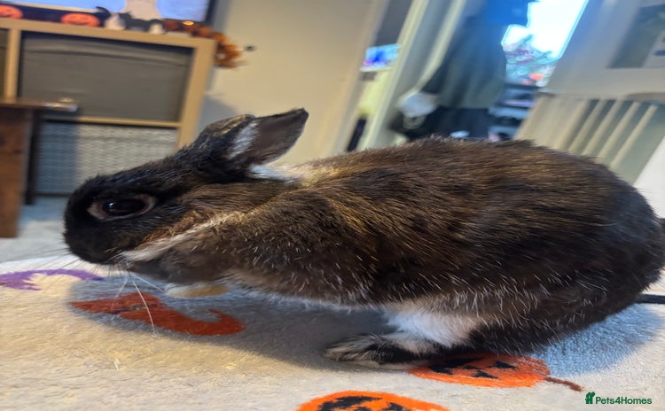 Netherland Dwarf rabbits - Advert 1