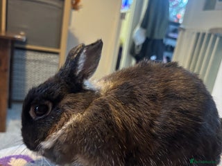 Netherland Dwarf rabbits - Advert 12