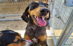 Mixed Breed dogs for adoption: Gypsy a hidden gem is looking for her forever home - Image 5