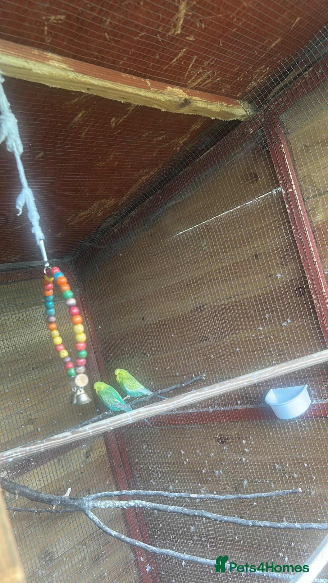 Budgerigars birds for sale: Beautiful budgies for sale - Advert 4