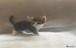 Mixed Breed cats for sale: Bring Home a Bundle of Joy Kittens Ready Oct. 2nd! - Image 6