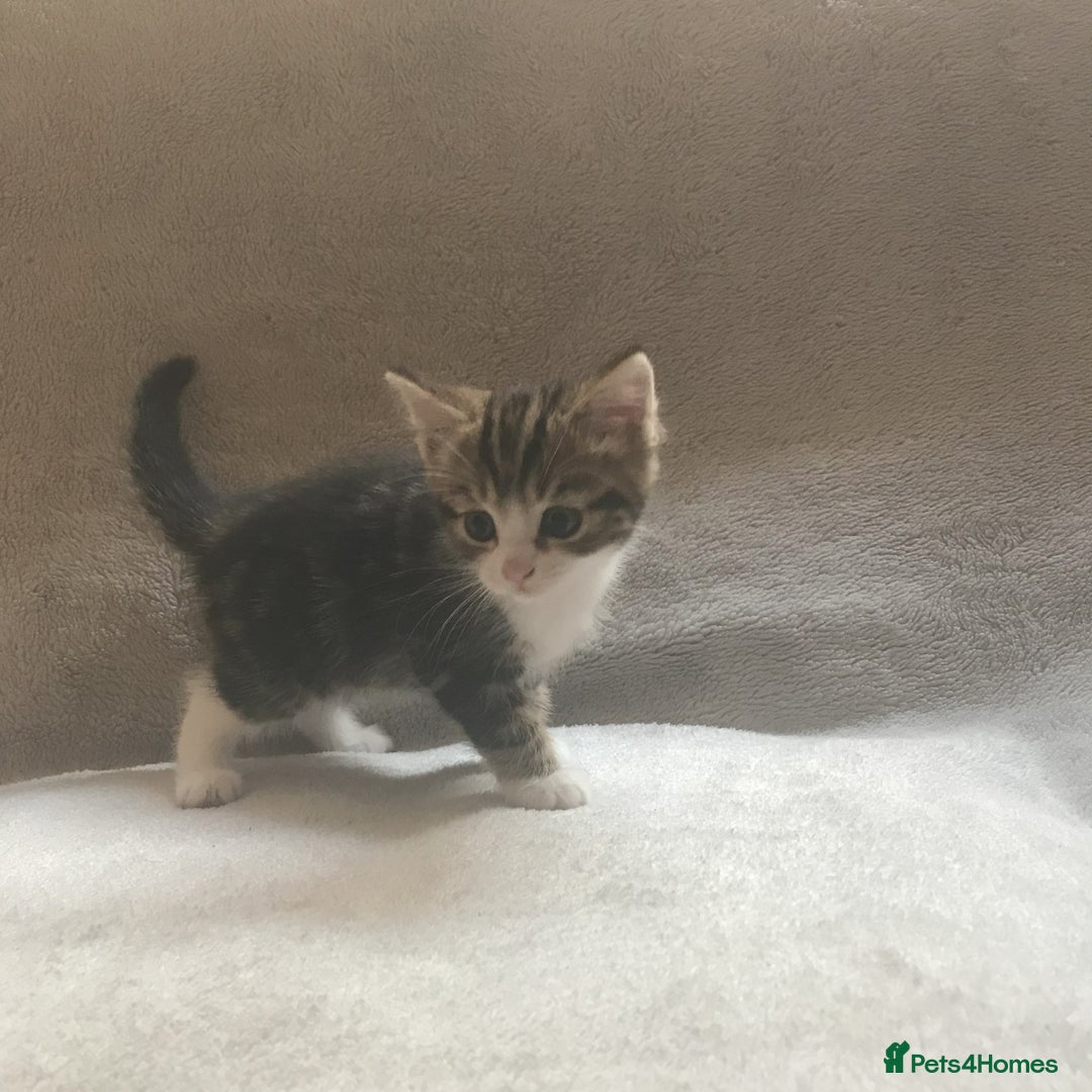 Mixed Breed cats for sale: Bring Home a Bundle of Joy Kittens Ready Oct. 2nd! - Image 6
